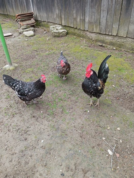 Oua incubat proaspete de la pasarile din imagine!