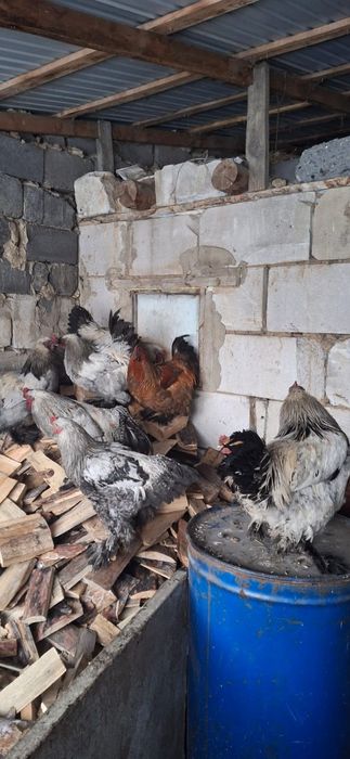 Брама әтеш сатылады (петухи)