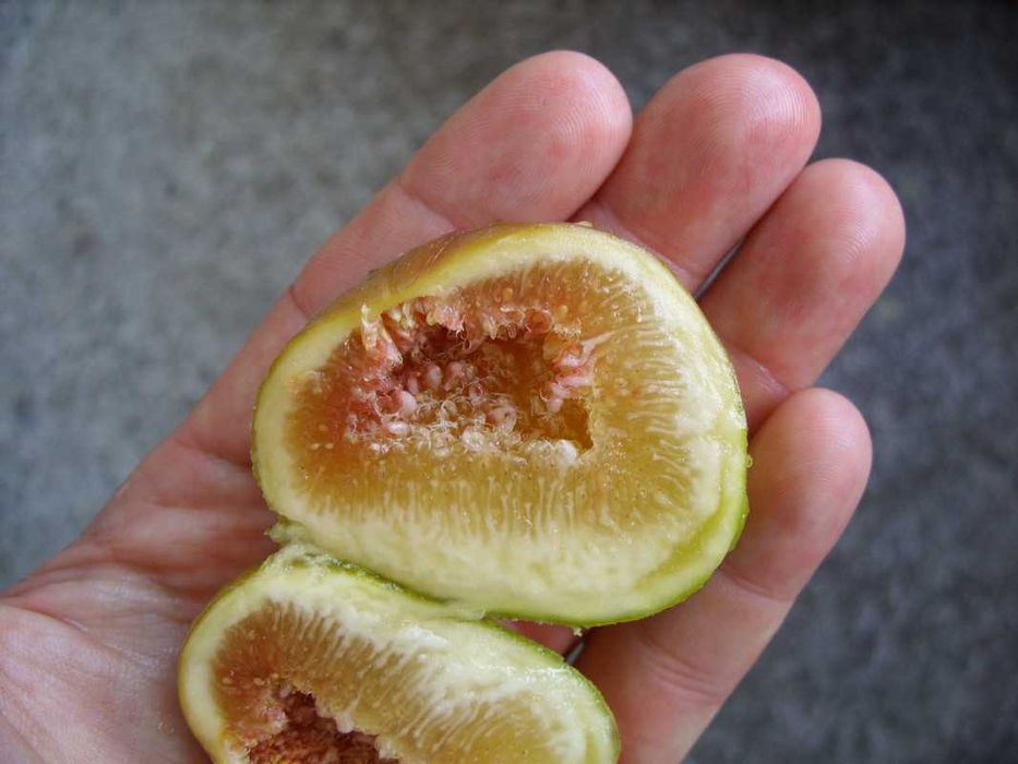 Смокиня  / Разсад Студоустойчиви - Налични 5 сорта