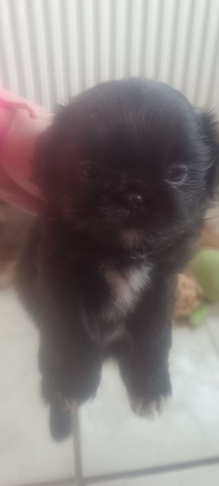 Пекинезчета родени на 12 февруари