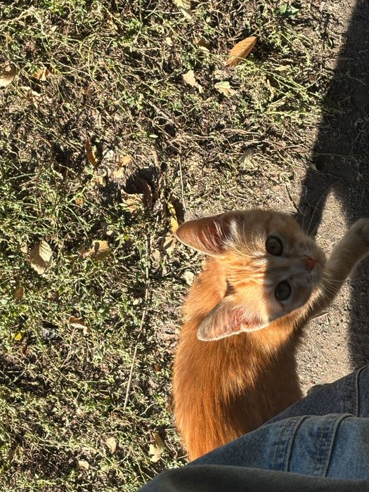 Отдам бесплатно мальчика