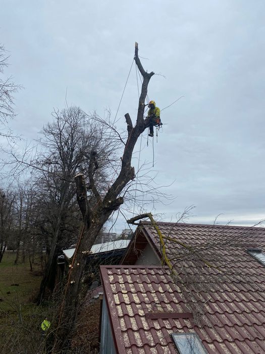 Taieri copaci la înălțime,alpinism utilitar. Elagaj.arbori .