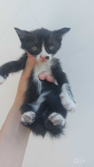 Отдам котят в хорошие руки