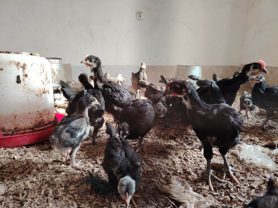 Кора шахзода 90  кунлик