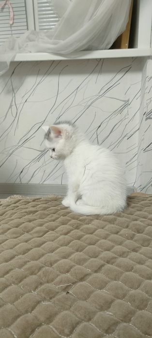 Отдам в надёжные руки