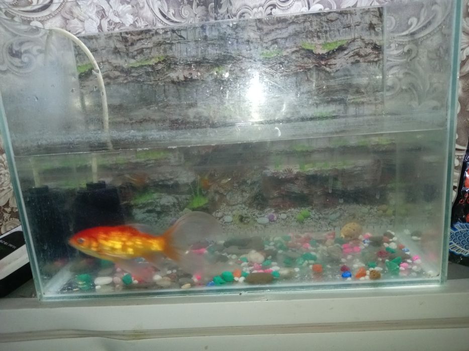Продам аквариум с рыбками
