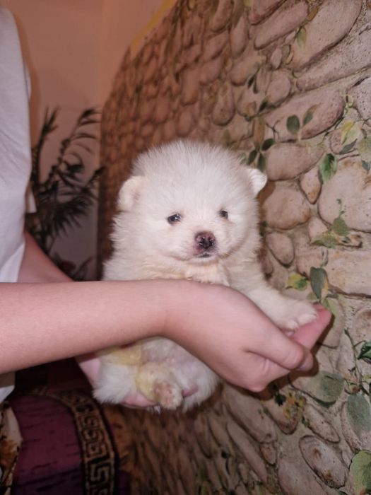 Pomeranian spitz pitic