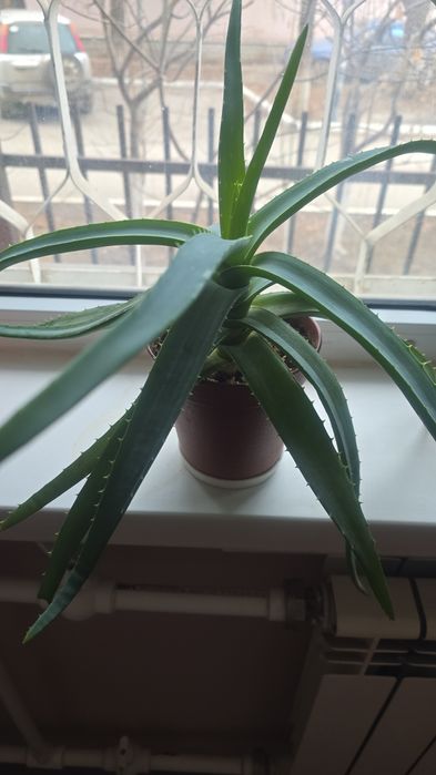 Продам пиджак за 1000тг