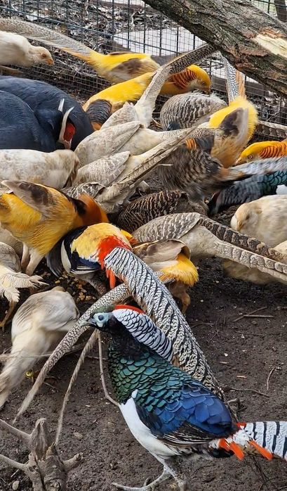 Fazan auriu, fazan diamant, fazan argintiu