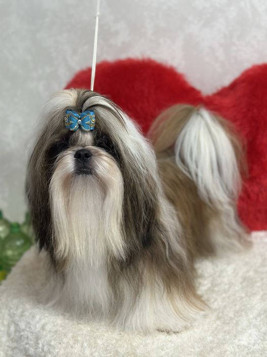 Шикарные щенки ши-тцу документы фци