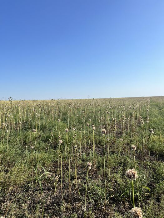 Sămânță de Usturoi BAIB