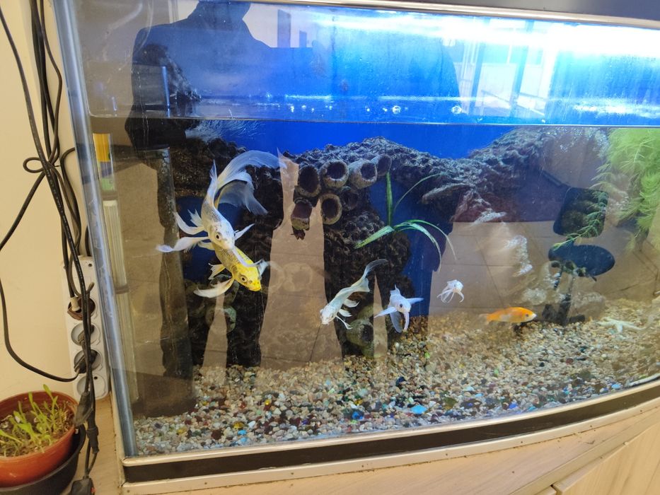 Аквариум баликлари сотилади