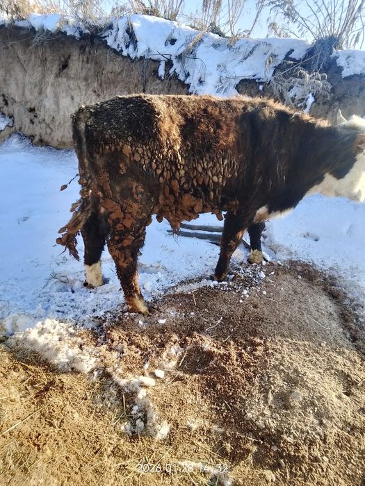 Продам хорошего быка