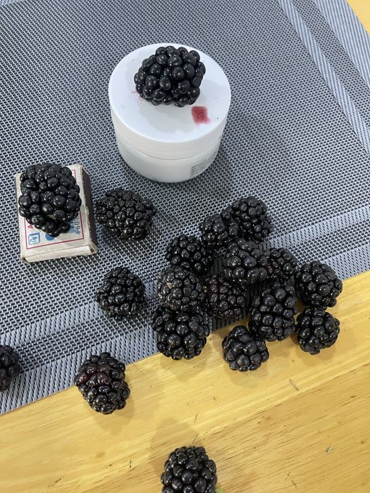 Ежевика сорта Блэк джем , Тройная корона , Астерина