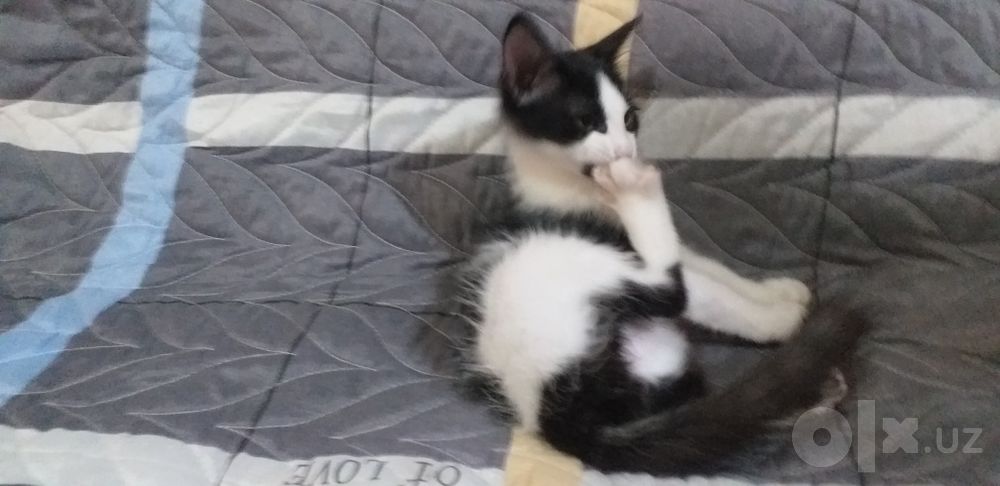 Котята ,   отдадим в добрые руки