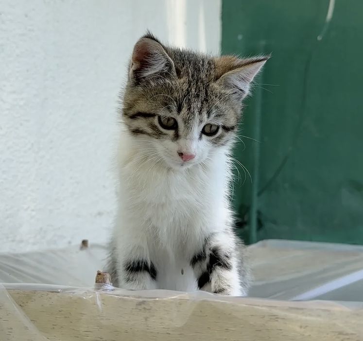 котёнок мальчик в добрые руки