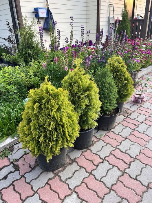 Можжевельник скальный