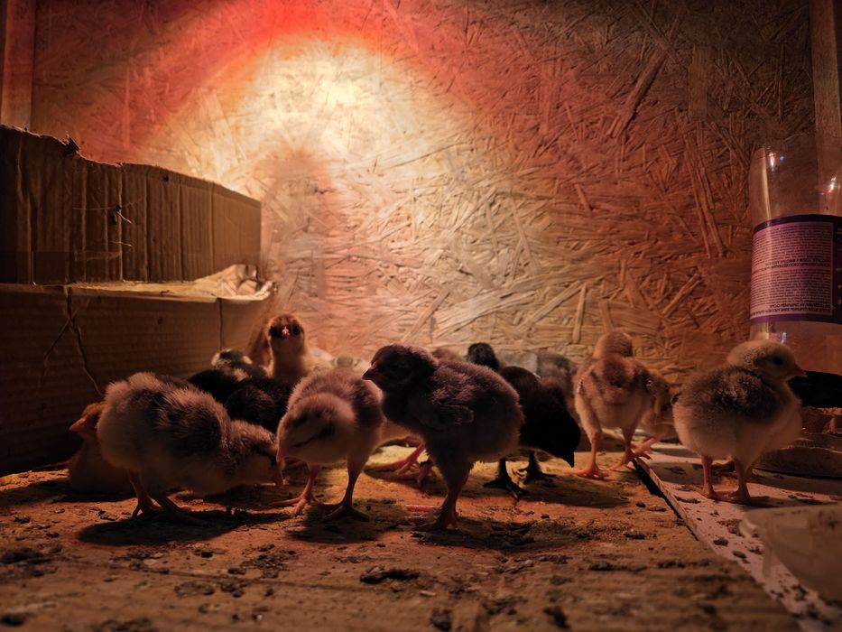 Циплята породистые