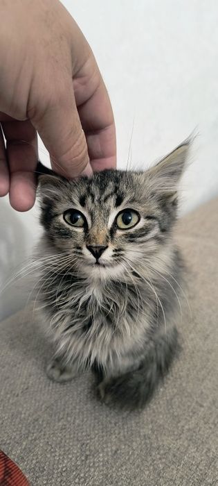 Отдам котенка Мальчик бесплатно