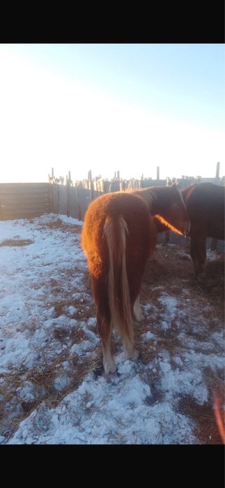 Продам лошадь!!!