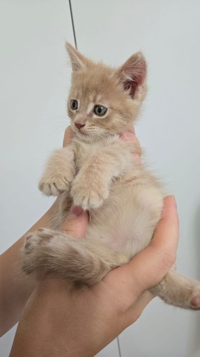 Продаю котят Мейн куна