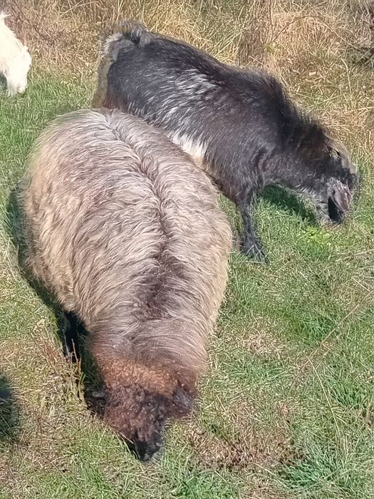 Vând capre și oi!