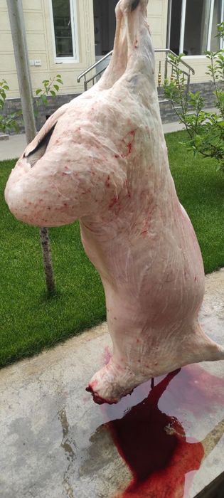 Qoy bor aqiqa exson tadbirlarga qasob xizmatlari bor