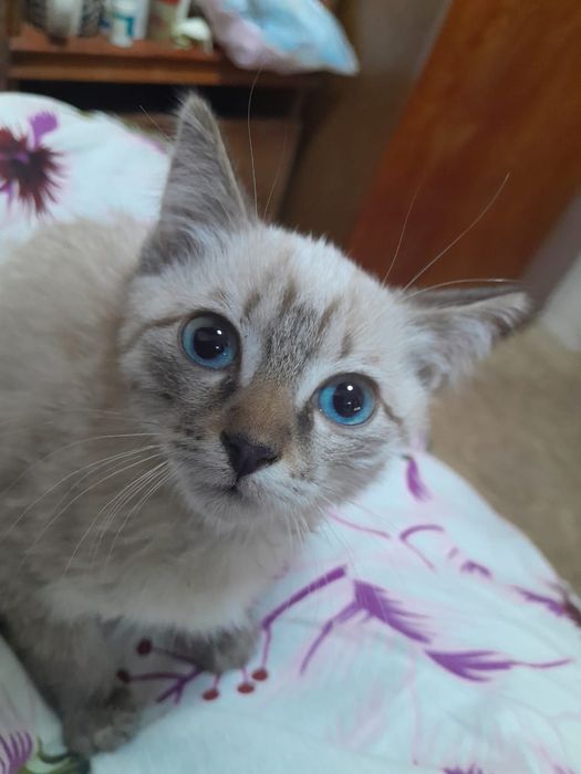 Отдам котенка девочка
