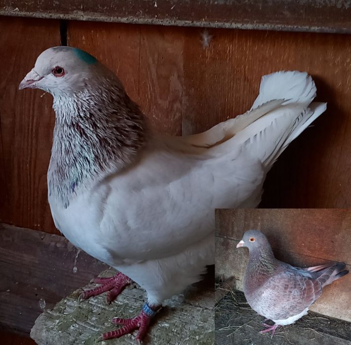 Porumbei disponibili