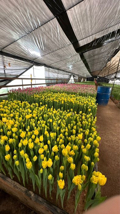 Тюльпаны талдыкорган