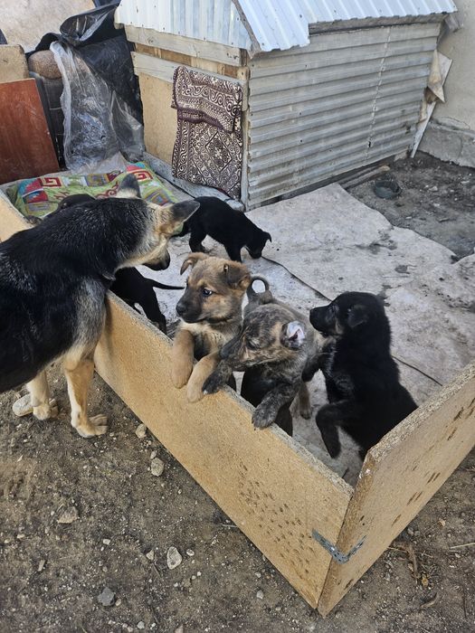 Күшіктер бар тегін. Шенки бесплатно