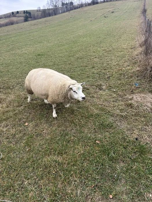 Buna ziua, vand berbeci de rasa texel
