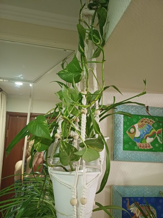 Комнатные цветы недорого