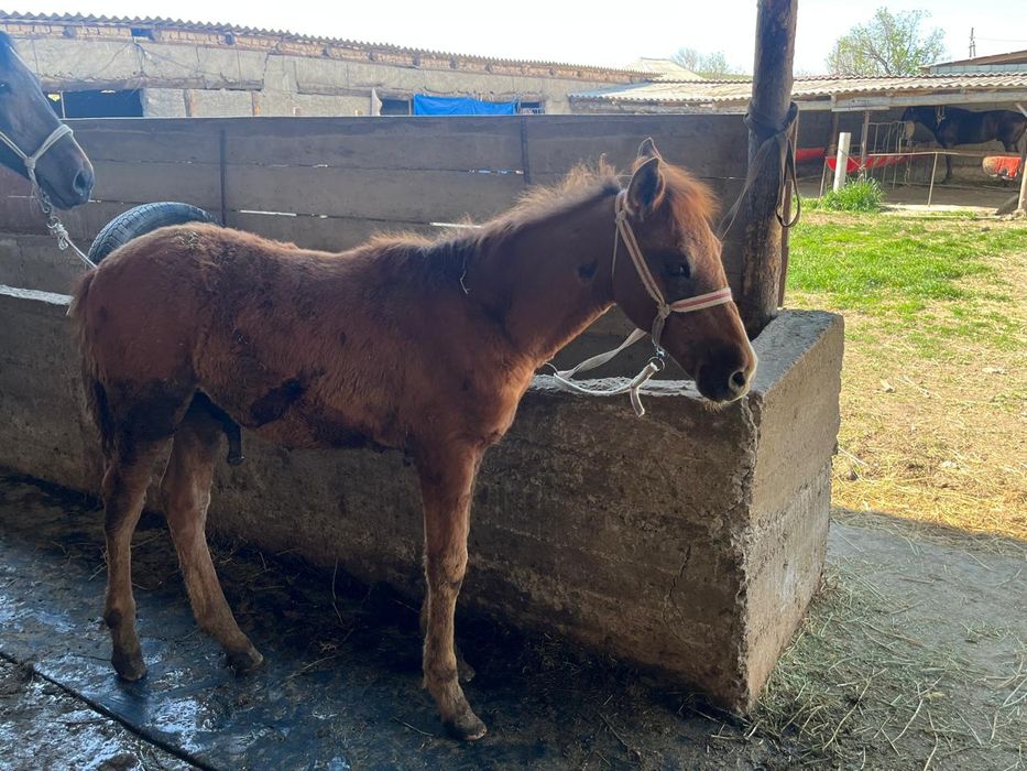 Сауынды бие құлынымен