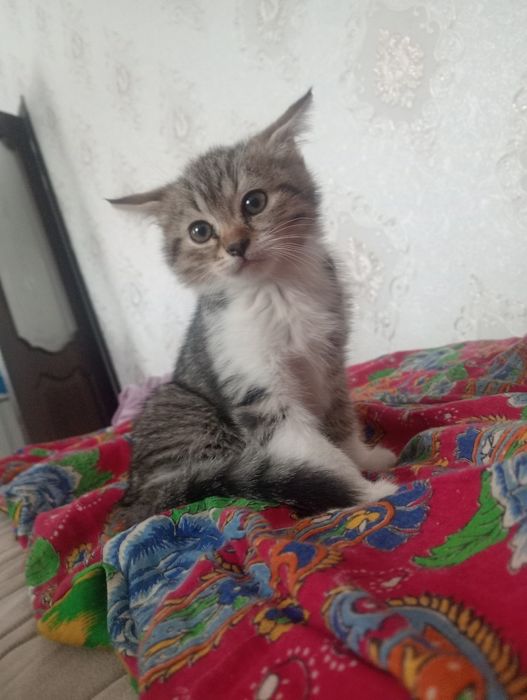 Отдаем котят в добрые руки