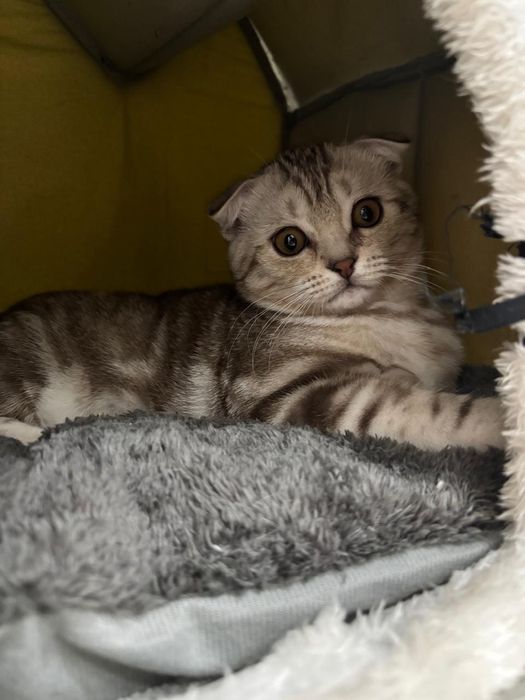 Котёнок скотиш фолд