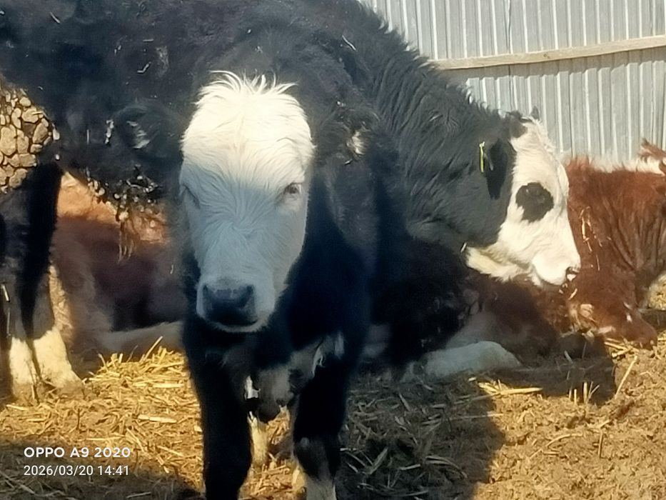 Баспактар сатылады