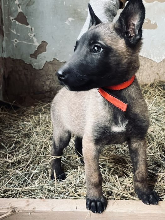 Овчарка Малинуа 2 месяцев