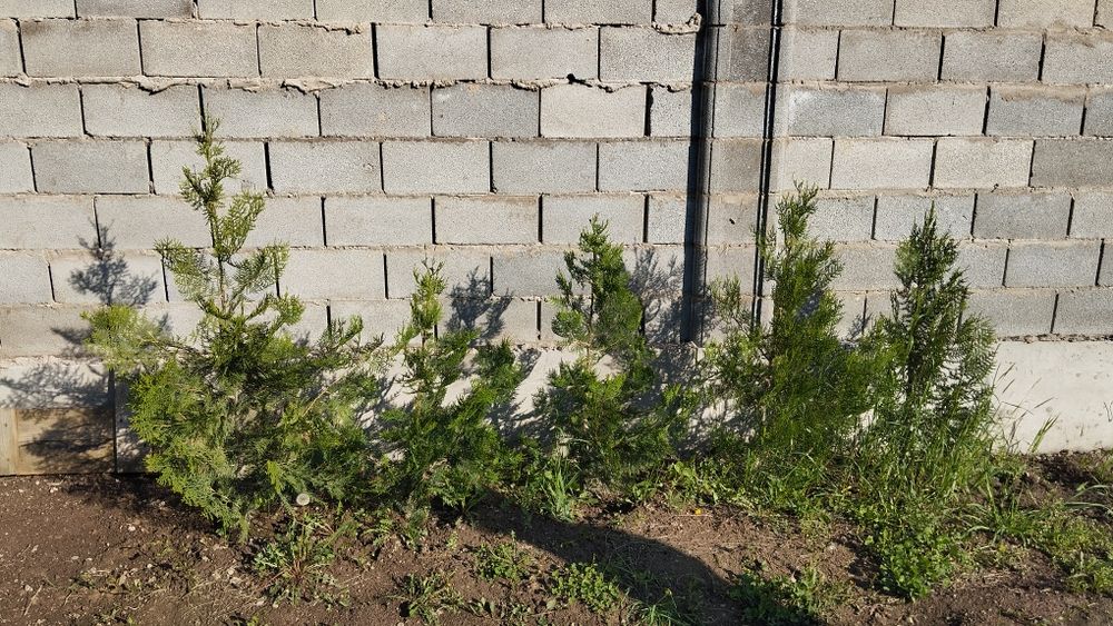 Продам 5 Туй, Туя