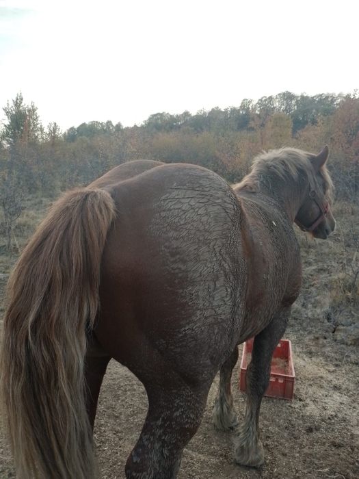 Vând sau schimb cu tractor  armasar de 2 ani linia Miutescu