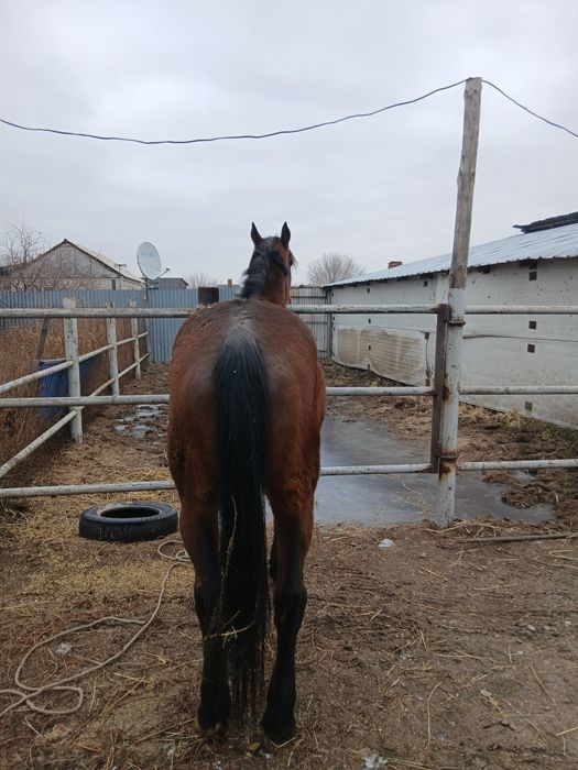 Су жорга бие сатылады.