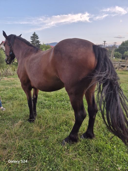 Vand urgent manza de 3 ani
