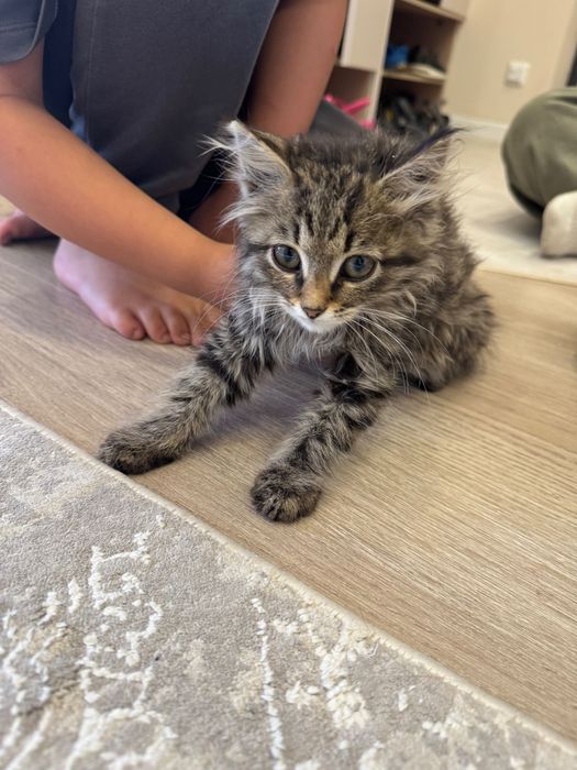 Котенок метис мейнкун