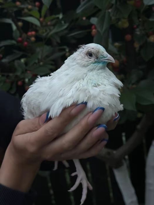 Prepelițe, oua și carne