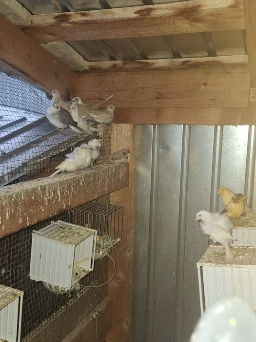 Guld amandine canarii turturele