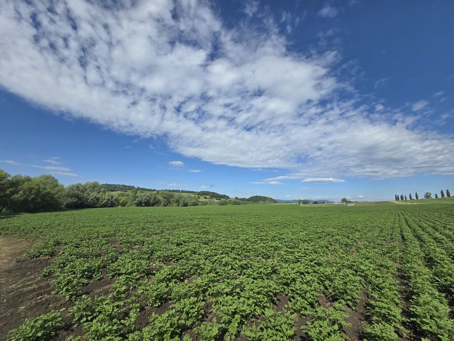 Cartofi Red Lady si albi alegria