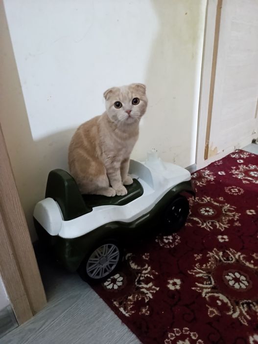 Кошка очень хорошая кошка мужичок