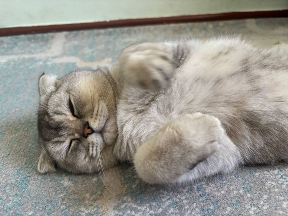 Шотландский кот вислоухий