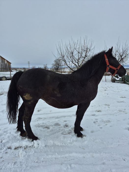 Iapă de vânzare 3 ani