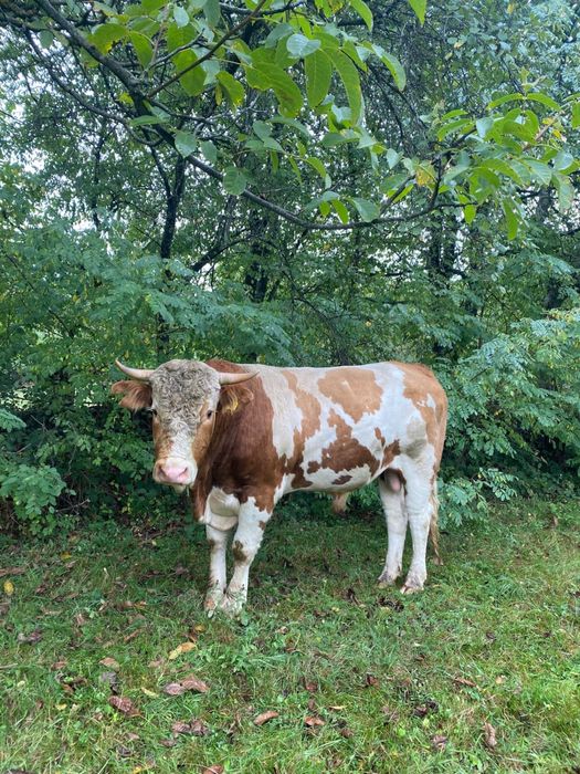 Vand taurași  Au vastra intre 6 luni si 1 an